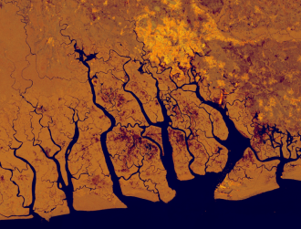 Galway-led study finds major damage to Niger Delta mangroves